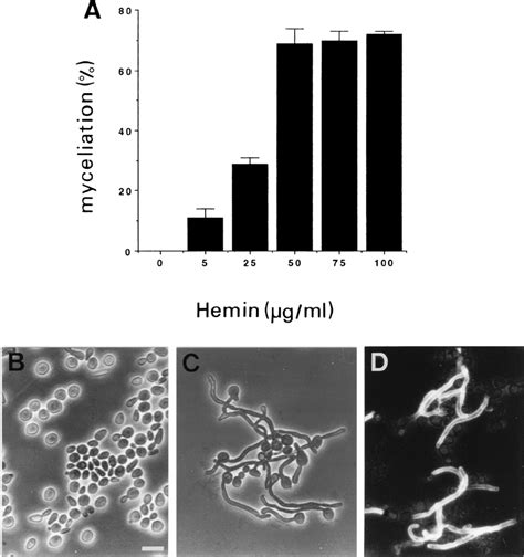 Inducibility Of Germ Tube Formation In C Albicans By Hemin A Download Scientific Diagram