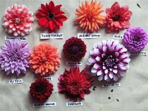 Dahlia Varieties Gardening And Outdoors Pinterest