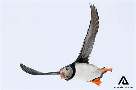 Puffin Tours in Iceland | Adventures.com