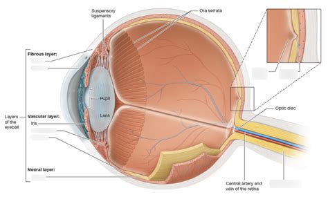 Eye Labeling Diagram Quizlet