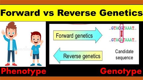 Forward Vs Reverse Genetics For Beginners Difference Between Forward