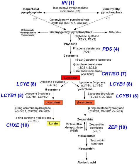 Carotenoid Biosynthesis Pathway In Carrot Names Of Genes In Carrot As