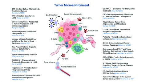 The tumor microenvironment. A schematic view of the tumor... | Download ...