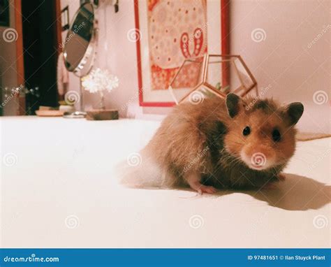 Female Hamster Stock Image Image Of Whiskers Gerbil 97481651