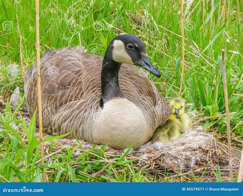 Canada Goose Nest Stock Image Image Of Swamp Pond Spring 45579571