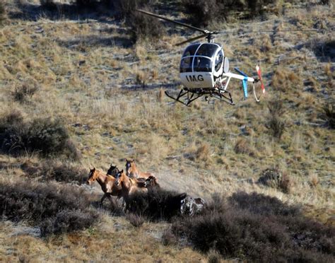 Kaimanawas Wild Horse Muster Nz