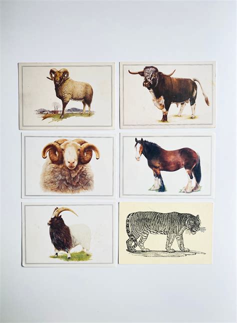 Vintage Animal Postcards