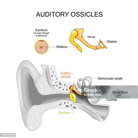 Auditory Ossicles Ear Anatomy Stock Illustration - Download Image Now ...