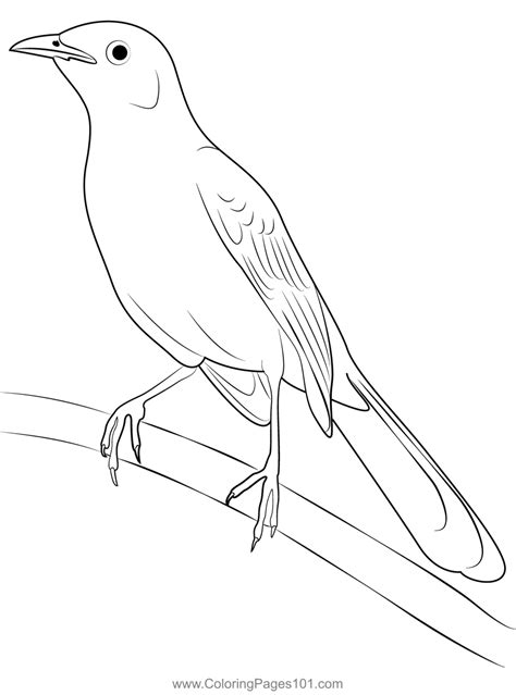 The Northern Mockingbird Coloring Page For Kids Free Mockingbirds