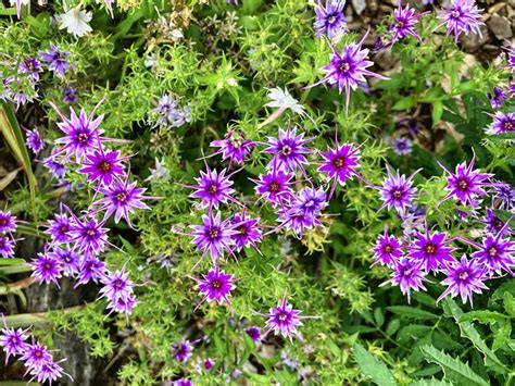 Pericallis Hybrida Flowers Plant Free Photo On Pixabay Pixabay