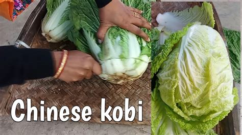 Chinese Kobi Recipe China Saag English Saag Chinese Cabbage Youtube