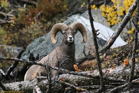 Horning Inand What Horns They Are Yellowstone National Flickr