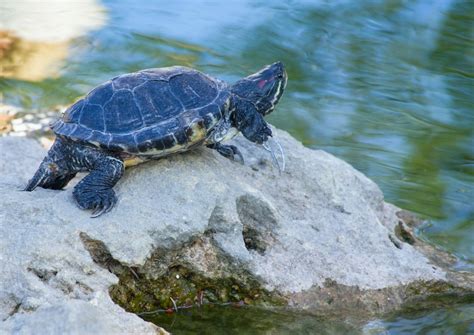 Can Red Eared Sliders Survive In Cold Water Knowing The Right Water