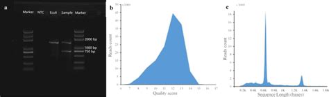 Simultaneous Detection And Comprehensive Analysis Of Hpv And Microbiome