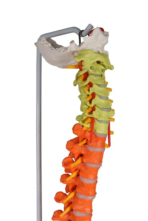 Flexible Vertebral Column Didactic A