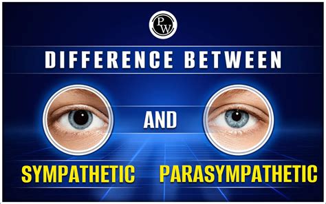 Difference Between Sympathetic And Parasympathetic Importance