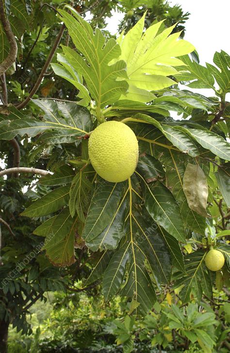 Breadfruit Tree Stock Image B7900354 Science Photo Library