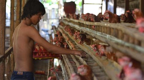 Apa Itu Piramida Makanan Ini Penjelasan Dan Tingkatannya