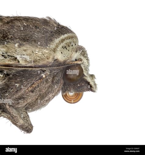 Moth anatomy hi-res stock photography and images - Alamy