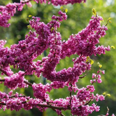 redbud tree  plant eastern redbud tree vibrant spring blooms
