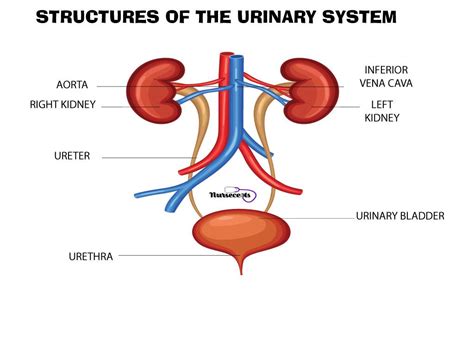 11 Tips For Performing A Nursing Health Assessment Of The Urinary