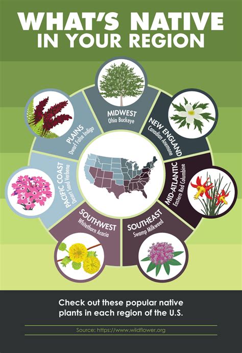 A Quick Guide to Native Plants Across the U.S. - AGR