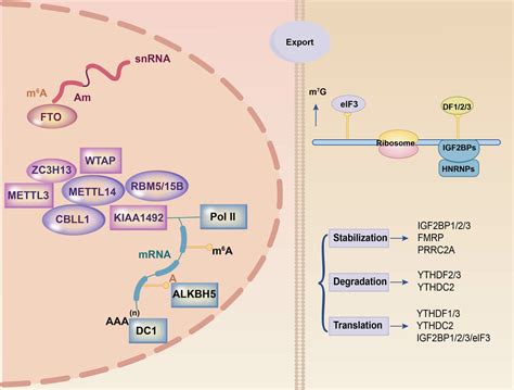 Frontiers A New Perspective On Hematological Malignancies M6A