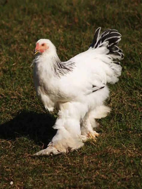 The Largest Chicken Breeds 12 Huge Chickens Largest Chicken Breed