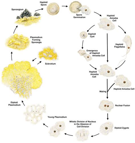 Physarum Polycephalum Microbewiki