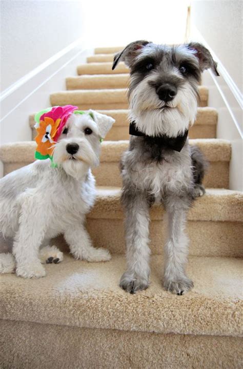 15 Signs That Indicate Youre A Crazy Schnauzer Person And Are Damn