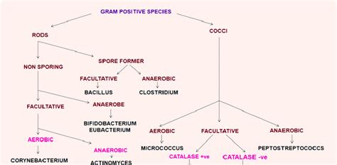 Gram Positive Bacteria Classification