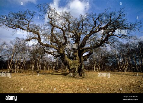 Major Oak Ancient Oak Tree In Sherwood Forest Stock Photo Alamy