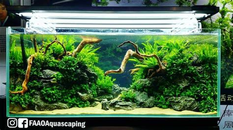 Layout Aquascape Aquascape Ideas Aquascape Nature Aquarium