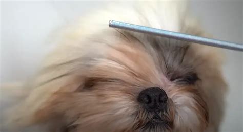 The Incredible Shih Tzu Grooming Journey