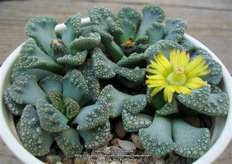 Plantfiles Pictures Titanopsis Species Concrete Leaf Living Stone