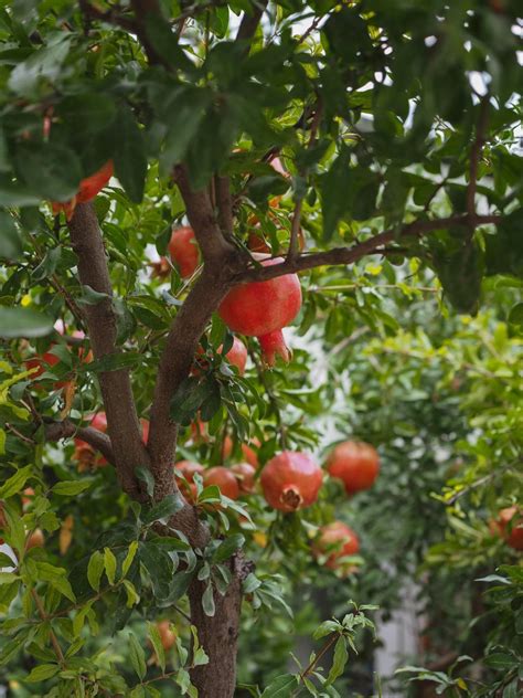 Growing Pomegranates Successfully In North California American