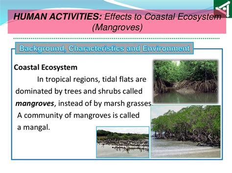 Effects Of Human Activities To Coastal Ecosystem