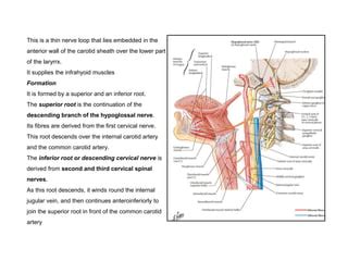 Ansa Cervicalis Ppt