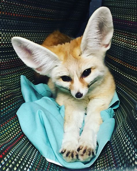 Fennec Fox | Pet fox, Animal planet, Cute animals