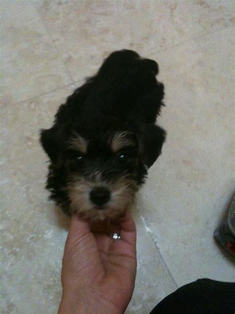 schnoodlesoffun: grooming a schnoodle help!