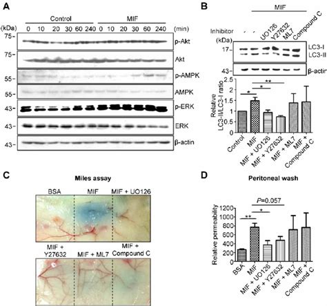 Inhibition Of Autophagic Degradation Rescues Mif Induced Vascular Download Scientific Diagram