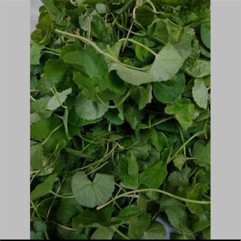 Jual Daun Pegagan Antanan Segar 1kg Shopee Indonesia