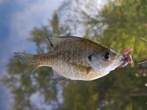 Explore Common Fish Species In Lake Erie Ohio