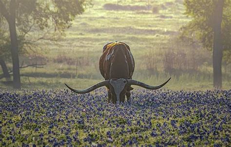 Brenham Art For Sale Fine Art America