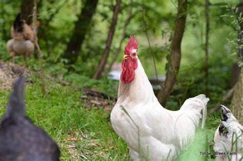 When Is The Right Time To Cull A Chicken Timber Creek Farm