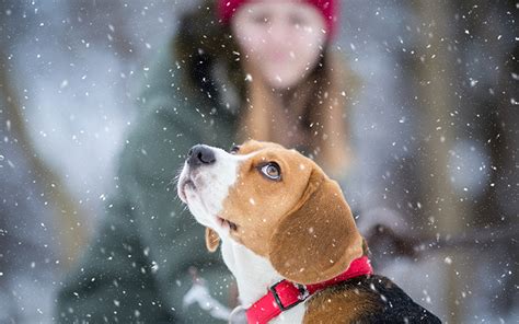 Tips To Help Keep Your Pets Safe This Winter Lifelearn Inc