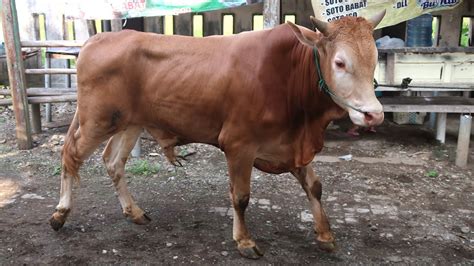 Artis Beli Sapi Kurban Atta Halilintar Beli Sapi Kurban Atta Sapi