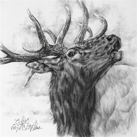 Elk Pencil Drawings At Explore Collection Of Elk
