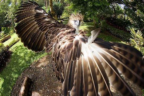 Beautiful Birds That Are Endemic To The Philippines