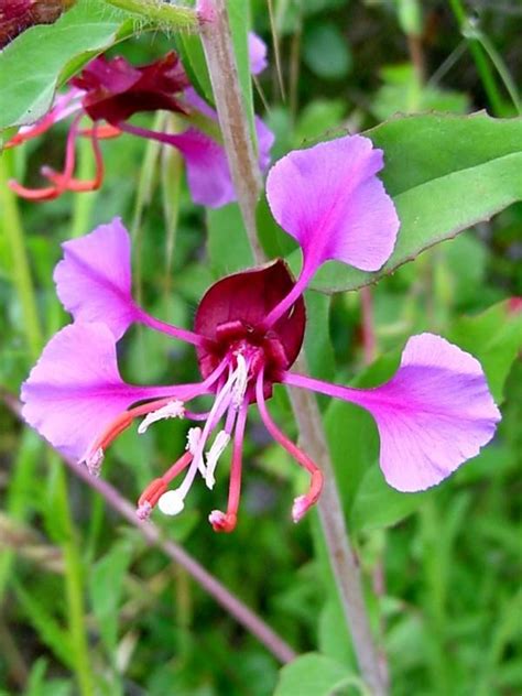 Elegant clarkia | Blooming flowers, Wildflower photo, Beautiful flowers